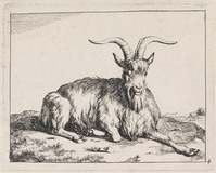 KG 04323
<br/>
Liggende geit
<br/>
<em>Bije, Marcus de (1639-ca. 1690)</em>